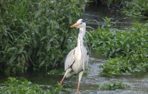 落合川のアオサギ