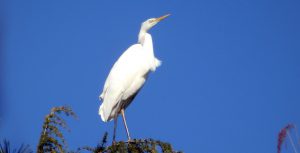 光が丘公園のダイサギ