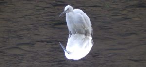 野川公園のコサギ