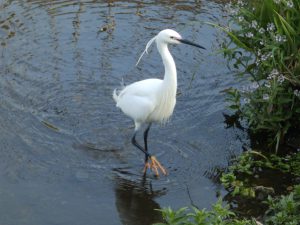 落合川のコサギ