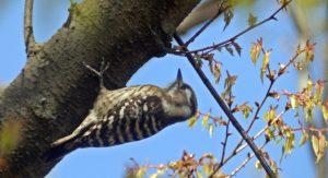 西東京いこいの森公園のコゲラ