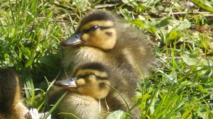 清瀬金山緑地公園のカルガモ