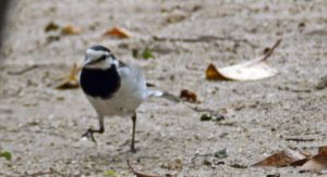 井草森公園のハクセキレイ