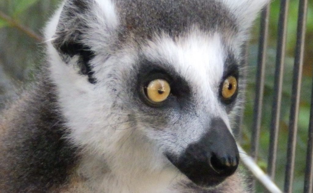 智光山公園こども動物園 サイボクハム お散歩パンダ Com