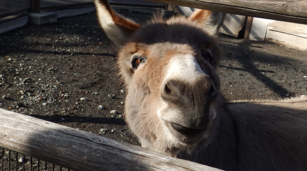 大島公園動物園 お散歩パンダ Com