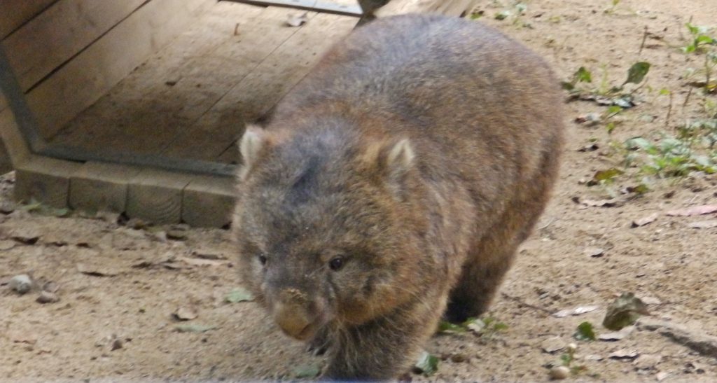 五月山動物園 お散歩パンダ Com