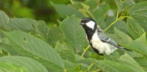 川口自然公園のシジュウカラ