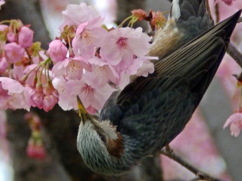 小金井公園の桜とヒヨドリ