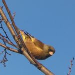 練馬城址公園のカワラヒワ