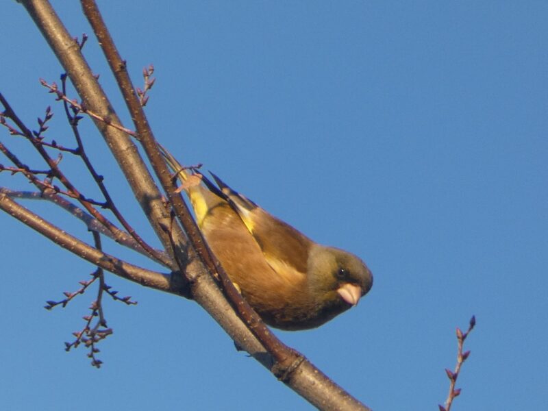 練馬城址公園のカワラヒワ