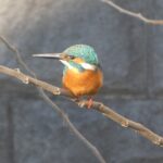 石神井川のカワセミ