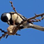 石神井川のシジュウカラ