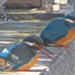 石神井川　栄橋のカワセミ