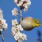 中の宮竹林公園のメジロ