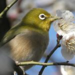 中ノ宮竹林公園のメジロ