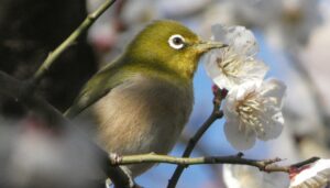 中ノ宮竹林公園のメジロ