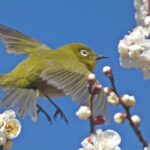 田柄梅林公園のメジロ