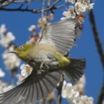 中ノ宮竹林公園のメジロ
