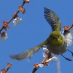 田柄梅林公園のメジロ