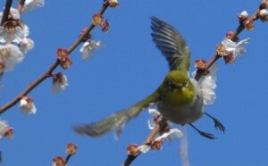 田柄梅林公園のメジロ