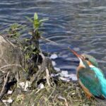 石神井川のカワセミ