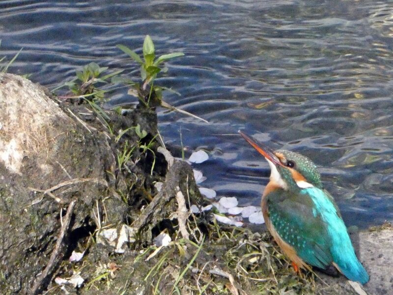 石神井川のカワセミ