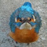 石神井川のカワセミ