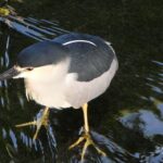 石神井川のゴイサギ