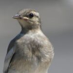 石神井川のハクセキレイ幼鳥