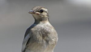 石神井川のハクセキレイ幼鳥