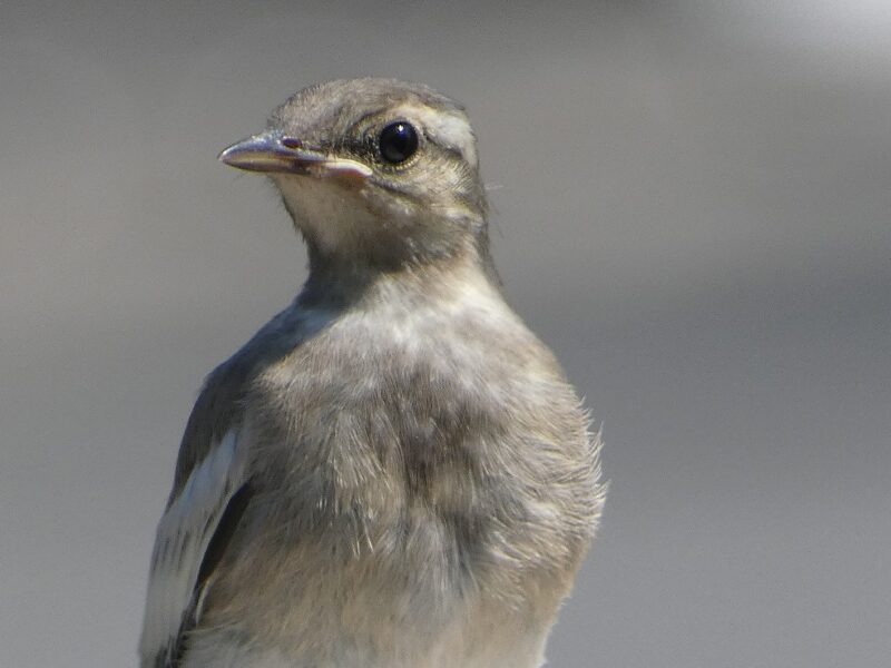 石神井川のハクセキレイ幼鳥
