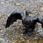 石神井川のカワウ