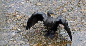 石神井川のカワウ