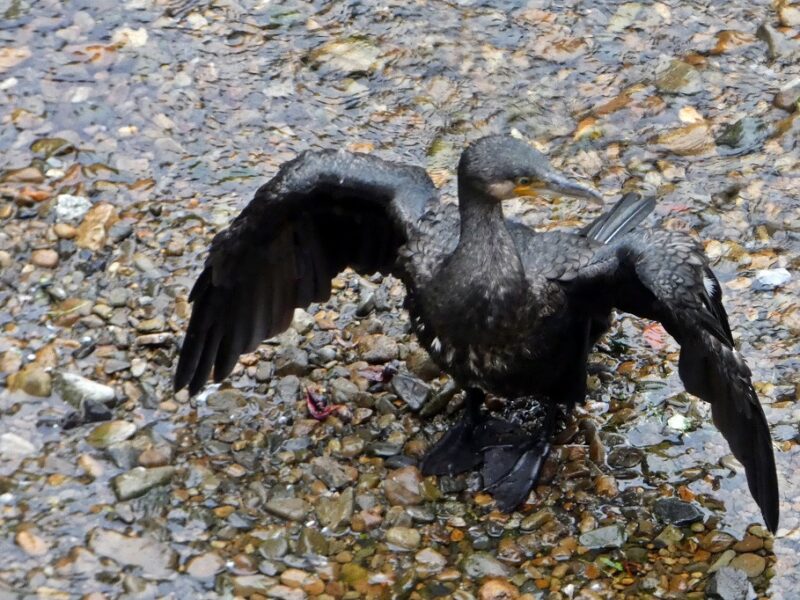 石神井川のカワウ