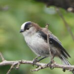 石神井川のエナガさん