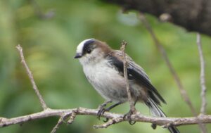 石神井川のエナガさん