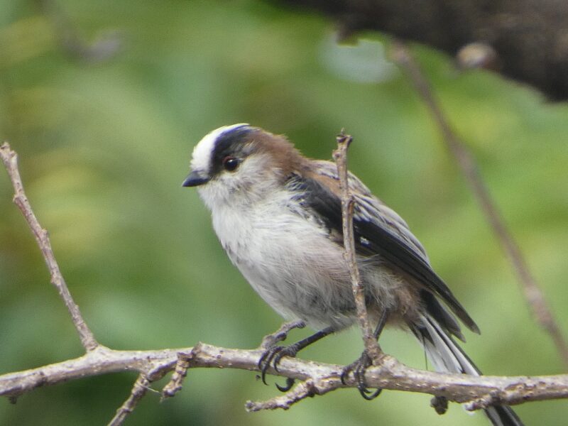 石神井川のエナガさん