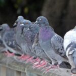 石神井川のドバトさん