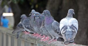 石神井川のドバトさん