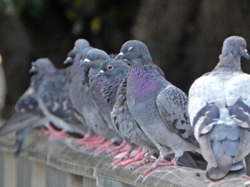 石神井川のドバトさん