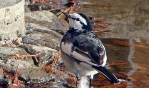 舎人公園のハクセキレイ