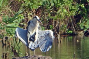 舎人公園のアオサギ