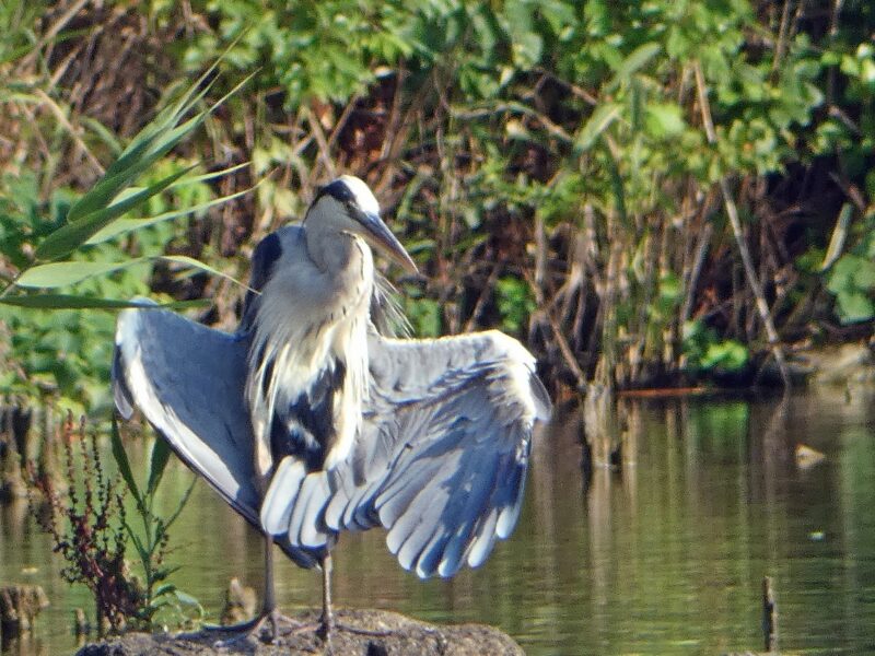 舎人公園のアオサギ