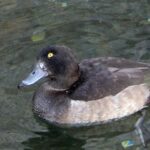 石神井川のキンクロハジロ