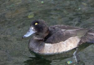 石神井川のキンクロハジロ