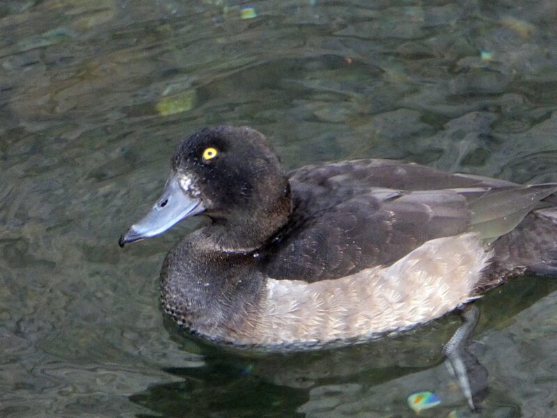 石神井川のキンクロハジロ