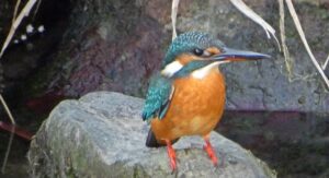 石神井川のカワセミ