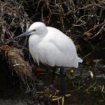 石神井川のコサギ