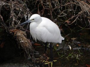 石神井川のコサギ
