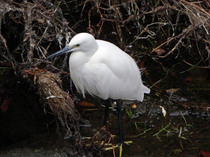 石神井川のコサギ